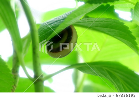 カタツムリ：オナジマイマイ科 ：ミスジマイマイ：アジサイの葉 67336195