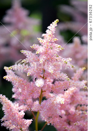 アスチルベ 67336292