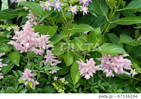 アスチルベ アスチルベ 67336294