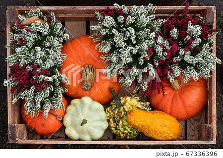 Colorful orange and yellow pumpkins collection with flowers. 67336396