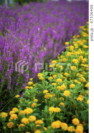 梅雨時の花　マリーゴールド・ムラサキサルビア 67336406