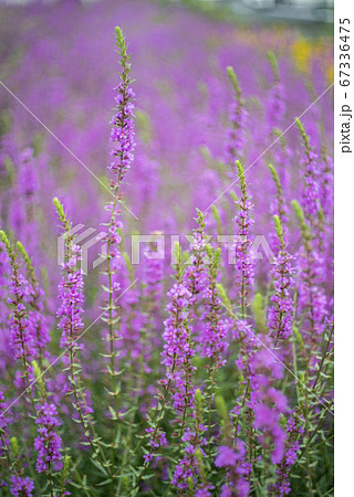 ムラサキサルビア 67336475