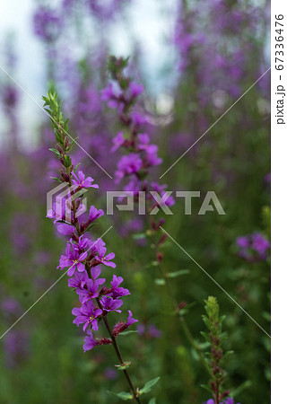 ムラサキサルビア ムラサキサルビア 67336476