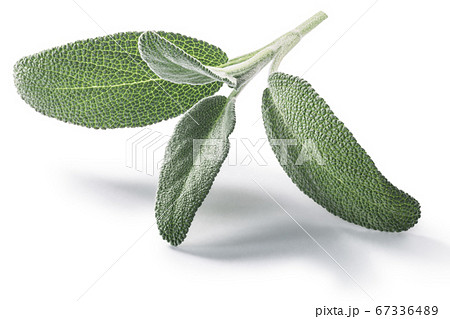 Fresh Sage leaves (Salvia officinalis) isolated w  67336489