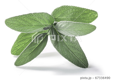 Fresh Sage leaves (Salvia officinalis) isolated w  67336490