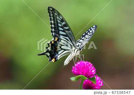 センニチコウの花を吸蜜するナミアゲハ 67336547