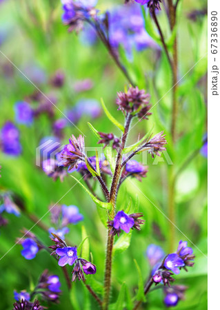 可愛い青紫の花 アンチューサ の写真素材