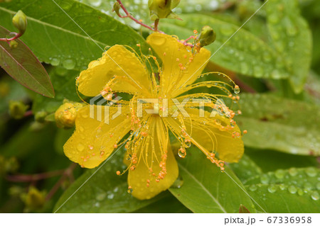 未央柳の花 67336958