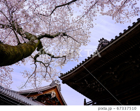 春の大津　西教寺の桜 67337510