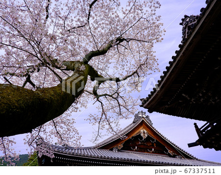 春の大津　西教寺の桜 67337511