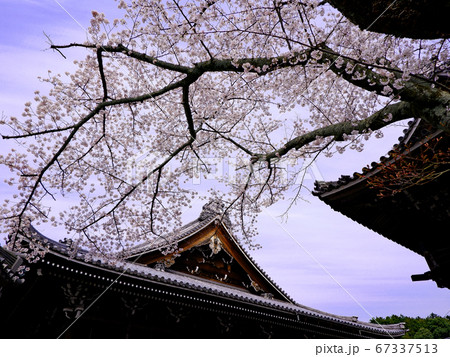 春の大津　西教寺の桜 67337513
