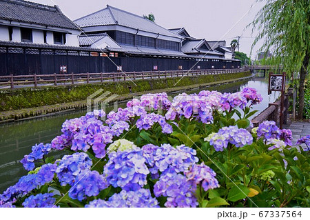 栃木　川沿いに咲くアジサイと蔵の街並み 67337564