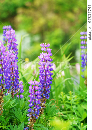 初夏の賑い　”ルピナス” 67337745