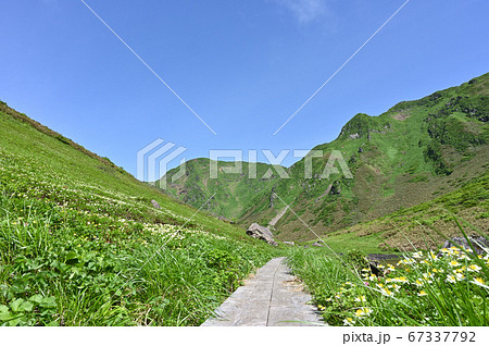 高山植物咲く初夏の秋田駒ヶ岳ムーミン谷の写真素材