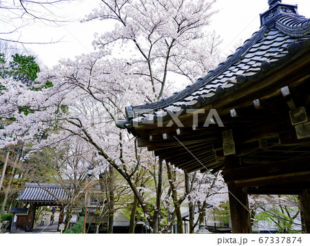 春の大津　西教寺の桜 67337874