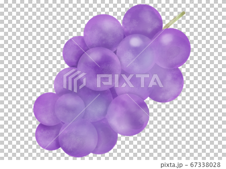 水果葡萄的插圖 67338028