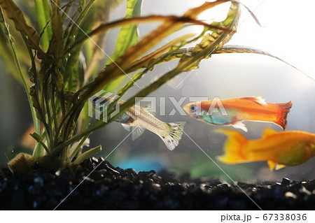 黄色い熱帯魚と水草 黄色い熱帯魚と水草 67338036