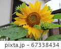 ひまわり 67338434