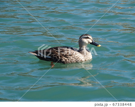 湖面のカモ 湖面のカモ 67338448