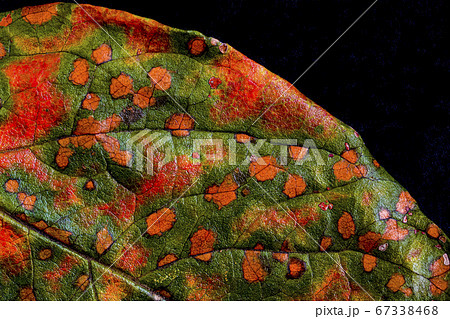 秋の色素 秋の色素 67338468