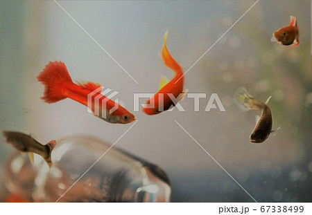 赤いグッピーとガラス瓶入りのアクアリウムの写真素材