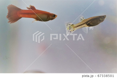 連なって泳ぐ二匹の熱帯魚 連なって泳ぐ二匹の熱帯魚 67338501