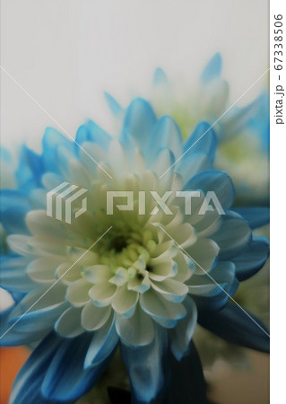 染めグラーデション菊・ブルーのアップ 67338506