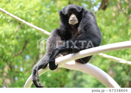 フクロテナガザル 67338604