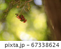 夏の葉にぶら下がり集まって脱皮したセミの抜け殻 67338624