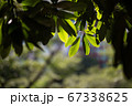 暗がりにさす太陽の光でハイライトされる葉の葉脈 67338625