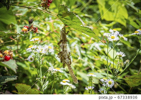 昆虫 虫 蝶 67338936