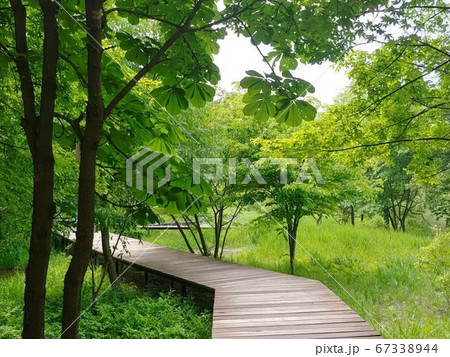 緑 自然 道 67338944