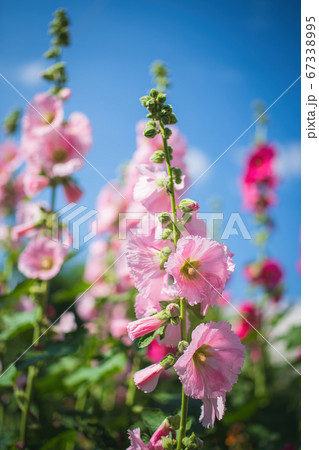 Bright crimson mallow flowers on a blurred 67338995