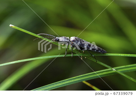 昆虫 花びら 夏 67339079