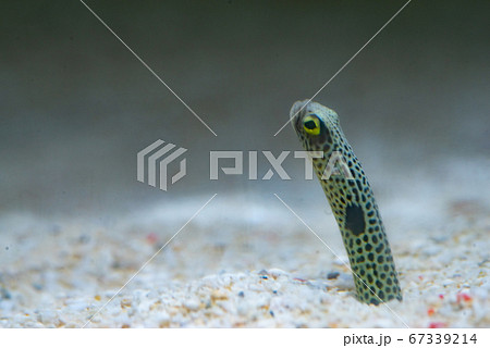 チンアナゴ 67339214