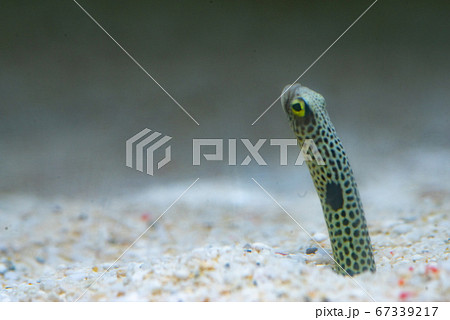 チンアナゴ 67339217