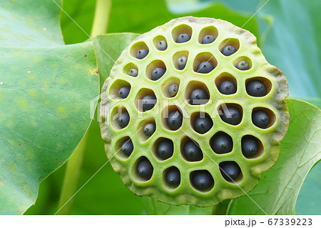 ハスの花托 67339223