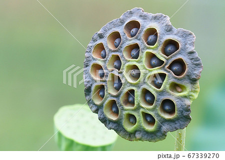 ハスの花托の写真素材