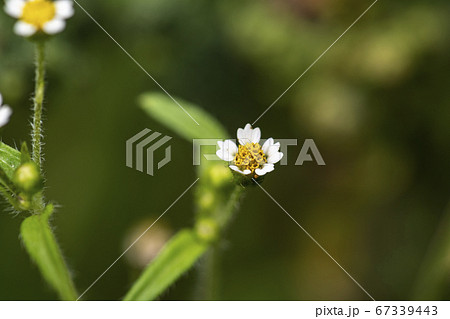 花 植物 野花の写真素材 花 植物 野花の写真素材