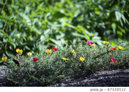 花 植物 野花 67339512