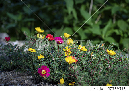 花 植物 野花 67339513