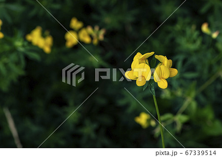 花 植物 野花 67339514