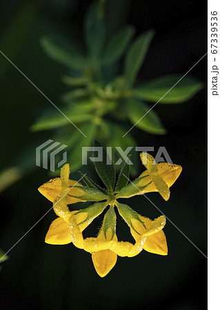 花 植物 野花 67339536