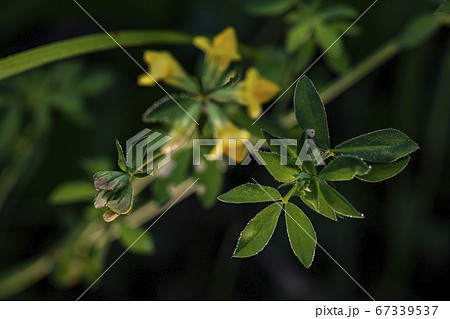 花 植物 野花 67339537