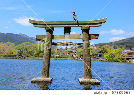 春の湯布院　新緑の金鱗湖と水の中の鳥居 67339668