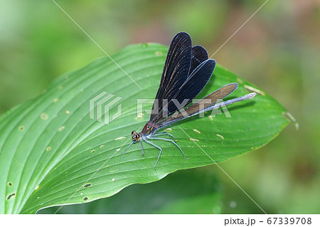 ハグロトンボ（メス） 67339708