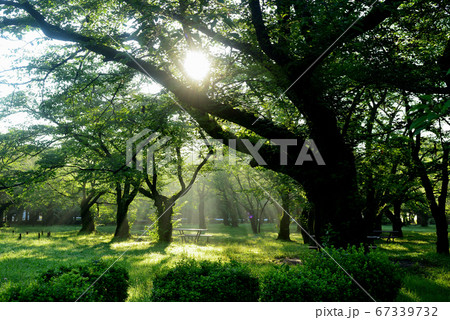東京　新緑の代々木公園の風景 67339732