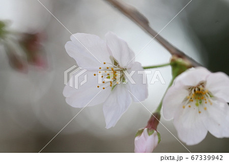 ソメイヨシノ（サクラ）の花 67339942