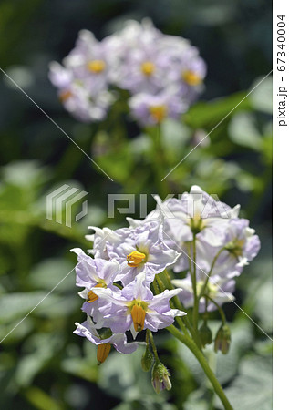 ジャガイモ(キタアカリ)の花 ジャガイモ(キタアカリ)の花 67340004