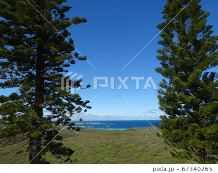 ロットネスト島の風景 木と青空 ロットネスト島の風景 木と青空 67340265